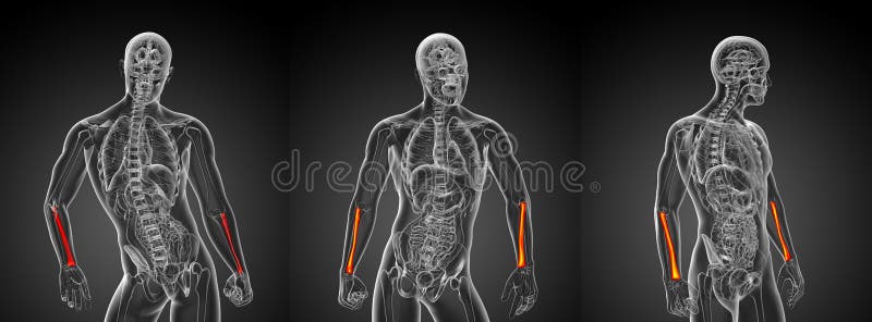Radius bone vector illustration