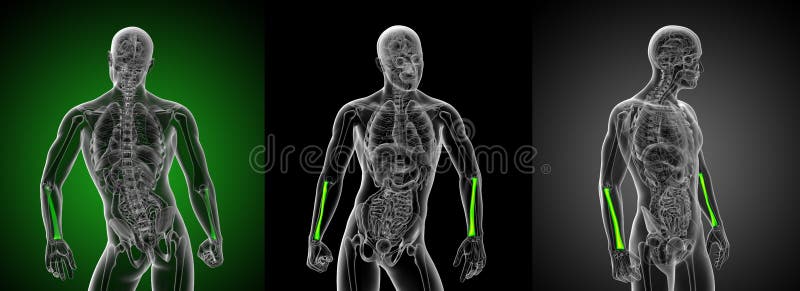 Radius bone vector illustration