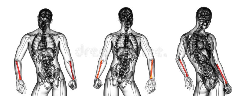 Radius bone vector illustration
