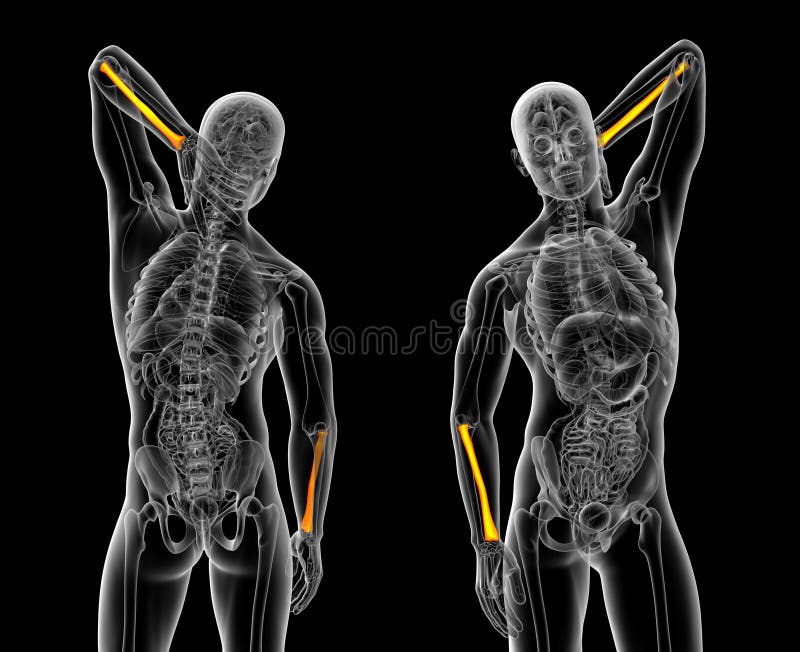 Radius bone royalty free illustration