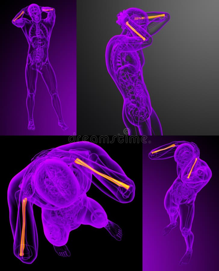 Radius bone vector illustration