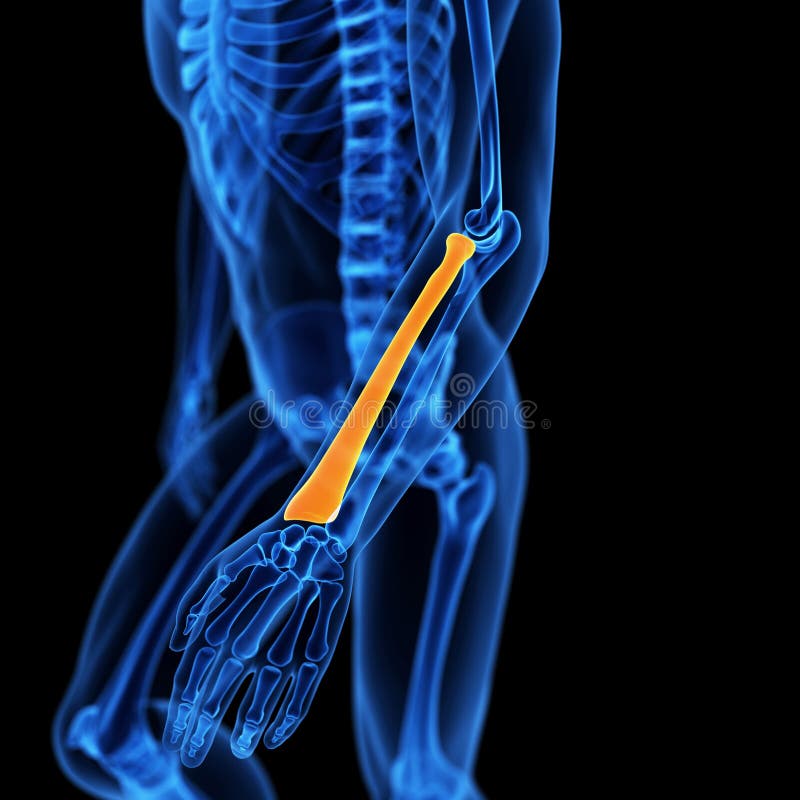 The radius bone royalty free illustration