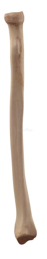 The radius vector illustration