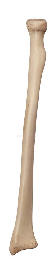 The radius stock illustration