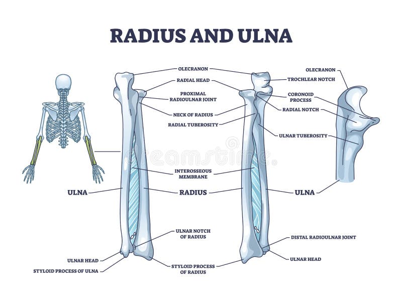 Radius and Ulna Bone Anatomy with Arm Skeletal Structure Outline