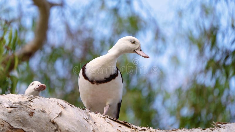 Radjah Shelduck conhecido geralmente como o pato de Burdekin imagens de stock royalty free Radjah Shelduck conhecido geralmente como o pato de Burdekin imagens de stock royalty free