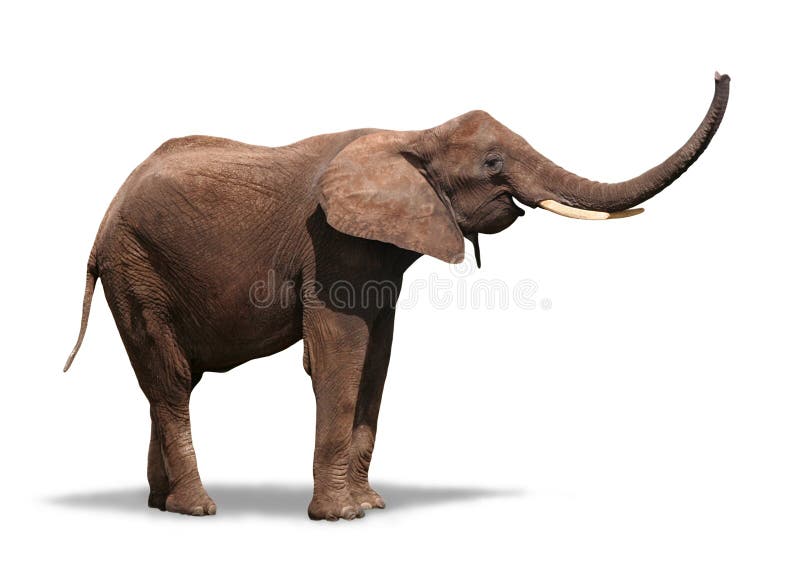 Radosny słonia biel