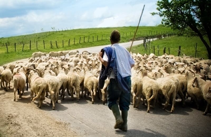 Cerco Lavoro Come Pastore Di Pecore Raduni Il Suo Pastore Delle Pecore Fotografia Stock - Immagine di uomo