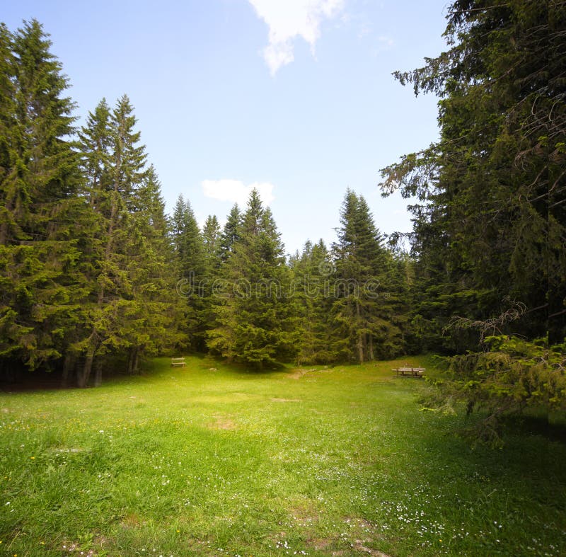 Radura dell'erba in foresta attillata immagini stock libere da diritti Radura dell'erba in foresta attillata immagini stock libere da diritti