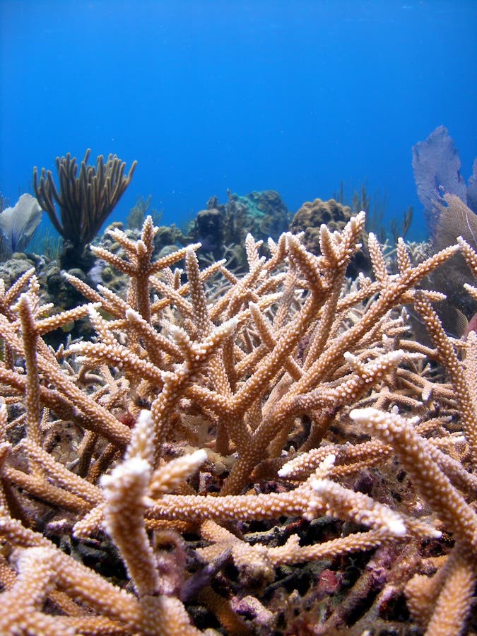 Rafa koralowa staghorn