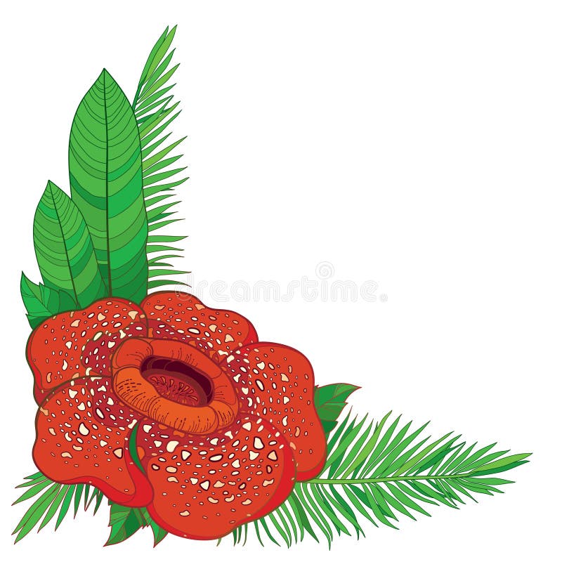 Rafflesia Stock Illustrations 279 Rafflesia Stock Illustrations