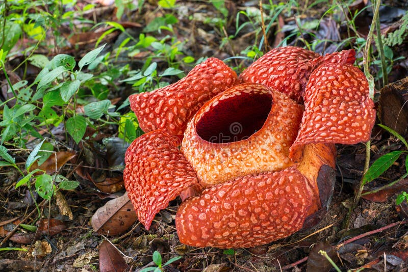 649 Rafflesia Stock Photos - Free & Royalty-Free Stock Photos from Dreamstime 649 Rafflesia Stock Photos - Free & Royalty-Free Stock Photos from Dreamstime