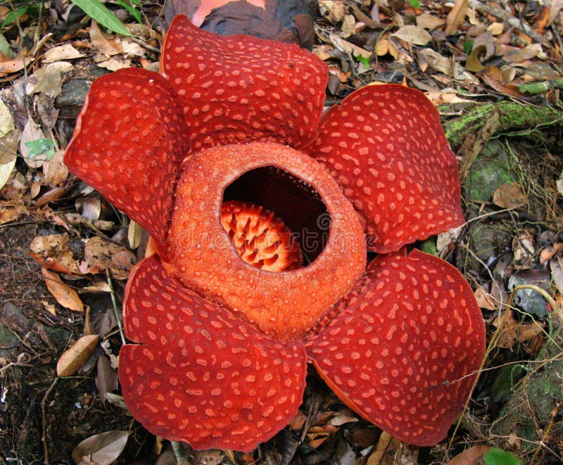 Rafflesia, La Plus Grande Fleur Au Monde Photo stock Image du biggest