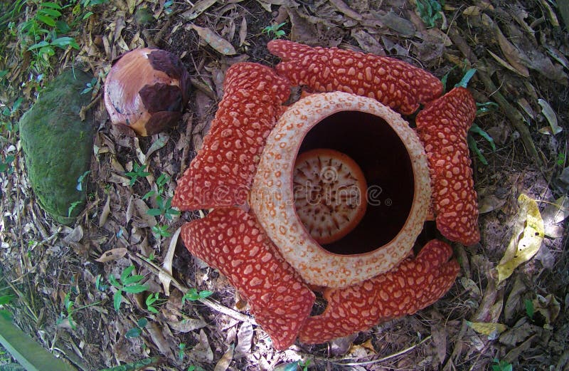 Rafflesia Una De La Flor MÃ¡s Grande Del Mundo Borneo Foto de archivo -  Imagen de encontrado, gigante: 158504842