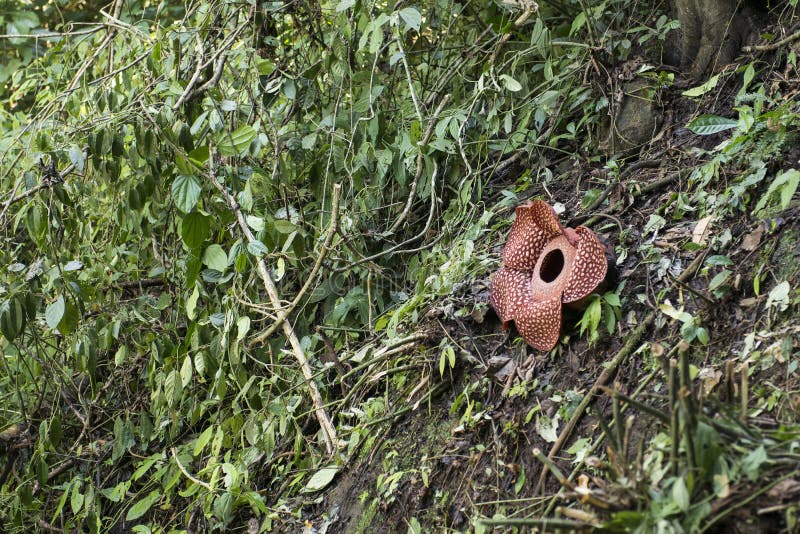 Rafflesia самый большой цветок в мире стоковая фотография Rafflesia самый большой цветок в мире стоковая фотография