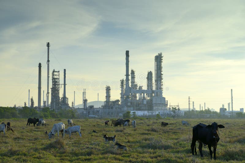 Oil refineries and cattle Thailand. Oil refineries and cattle Thailand.