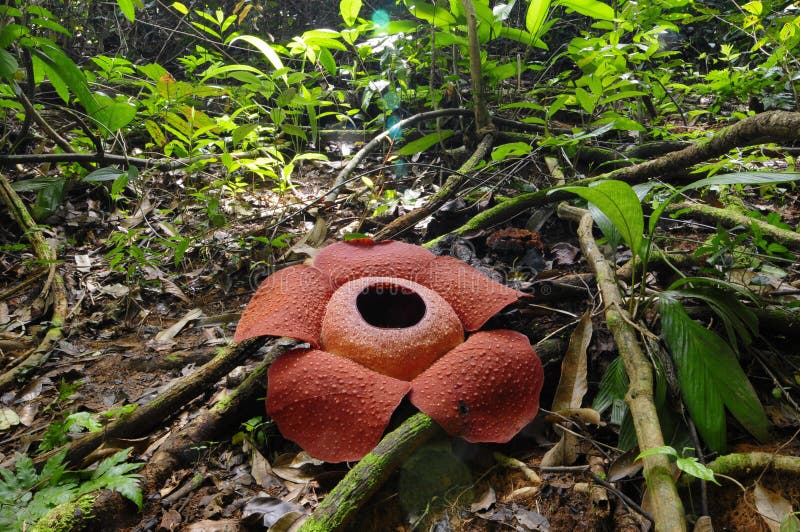 Raflesia