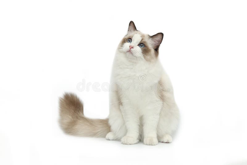 doll cats ragdoll