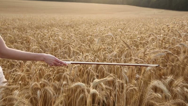 Ragazza del violinista che cammina attraverso un giacimento di grano