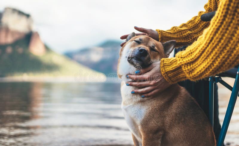 Ragazza turistica con un cane tenera sulle montagne di sottofondo, le donne con le mani abbracciano cucciolo di animale chiuso oc immagini stock Ragazza turistica con un cane tenera sulle montagne di sottofondo, le donne con le mani abbracciano cucciolo di animale chiuso oc immagini stock