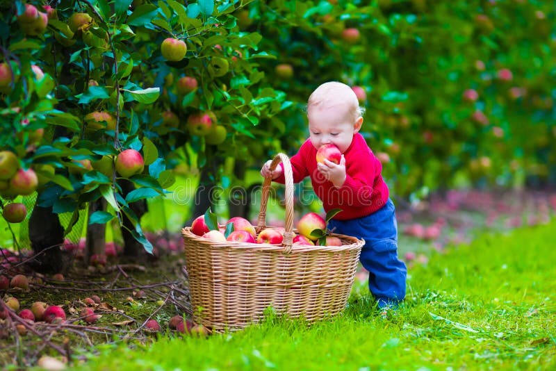 Ragazzino con il canestro della mela su un'azienda agricola immagine stock Ragazzino con il canestro della mela su un'azienda agricola immagine stock
