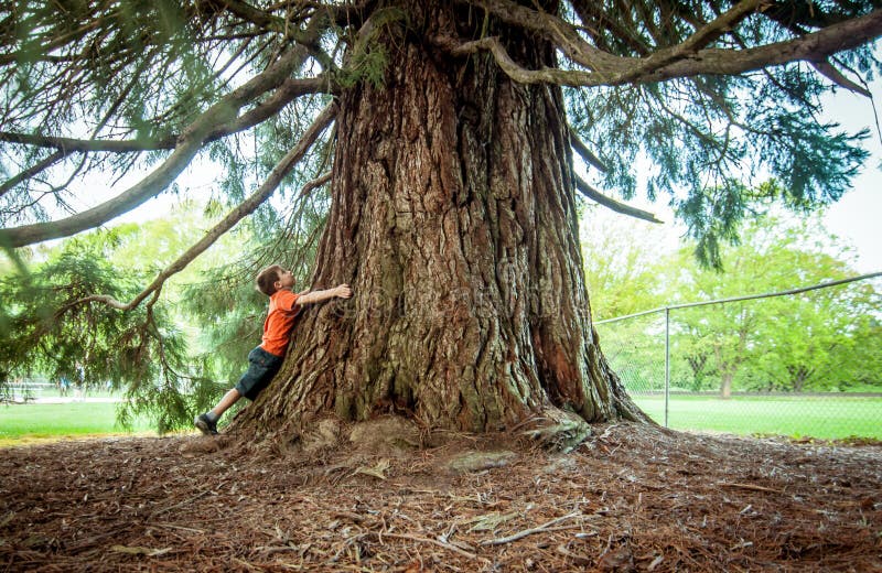 Ragazzo che abbraccia un grande albero