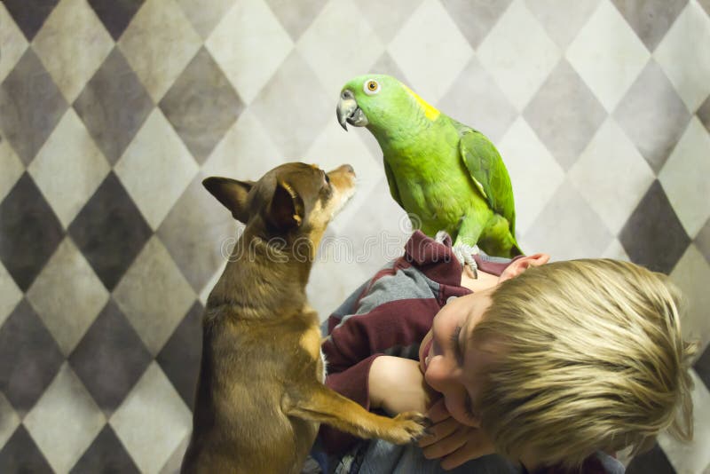Ragazzo con il piccoli cane e pappagallo immagine stock libera da diritti Ragazzo con il piccoli cane e pappagallo immagine stock libera da diritti