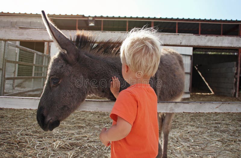 Ragazzo sveglio del bambino commovente e che segna l'asino del bambino sull'azienda agricola nel Cipro immagine stock libera da diritti Ragazzo sveglio del bambino commovente e che segna l'asino del bambino sull'azienda agricola nel Cipro immagine stock libera da diritti