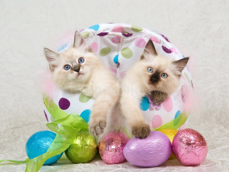 2 Pretty Ragdoll kittens sitting inside colorful Easter egg with shiny eggs in foreground, on cream white taffeta background fabric. 2 Pretty Ragdoll kittens sitting inside colorful Easter egg with shiny eggs in foreground, on cream white taffeta background fabric