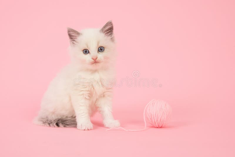 Ragdoll Baby  Cat  In Pink  Surroundings Stock Image Image 