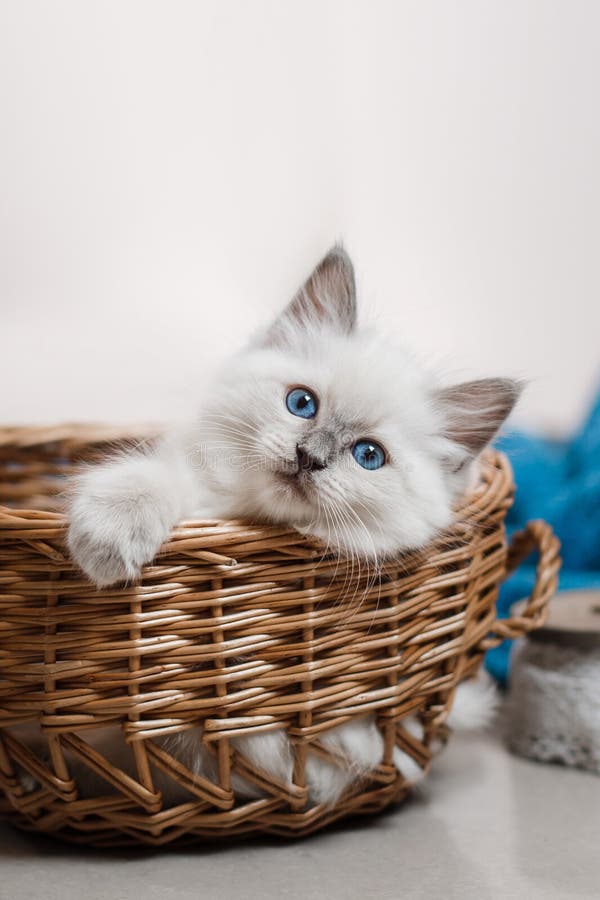 Ragdoll Blue Point Little Kitten Stock Photo Image of doll, pets