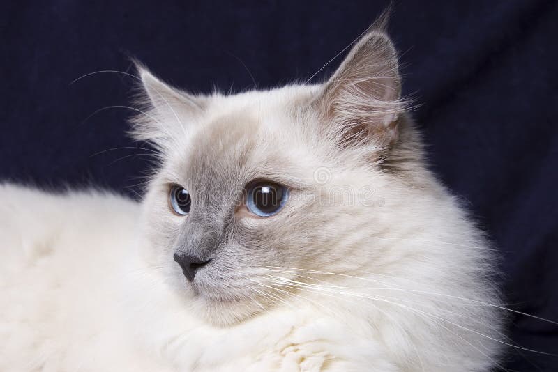 231 Long Haired Cat Ragdoll Stock Photos Free & RoyaltyFree Stock
