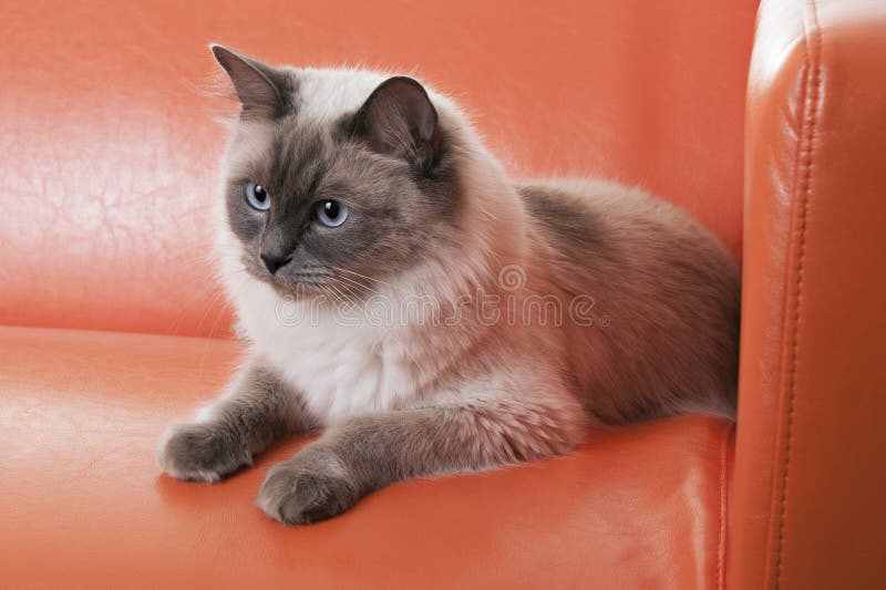 Ragdoll Cat royalty free stock images Ragdoll Cat royalty free stock images