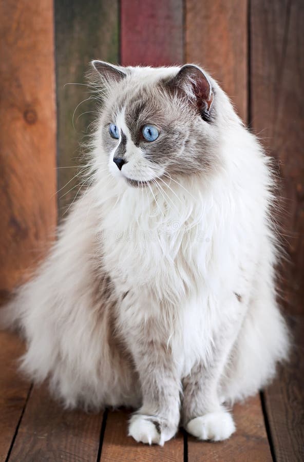 Ragdoll cat breed stock image. Image of feline, front - 54384189