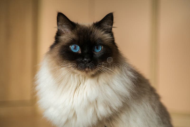 Ragdoll Cat in a Domestic Environment Stock Image Image of young