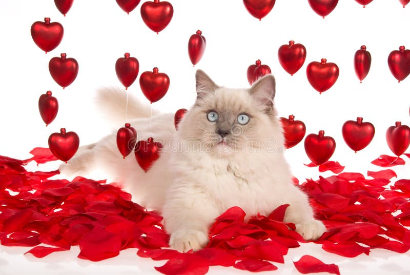 6,032 Cat Rose Stock Photos Free & RoyaltyFree Stock Photos from