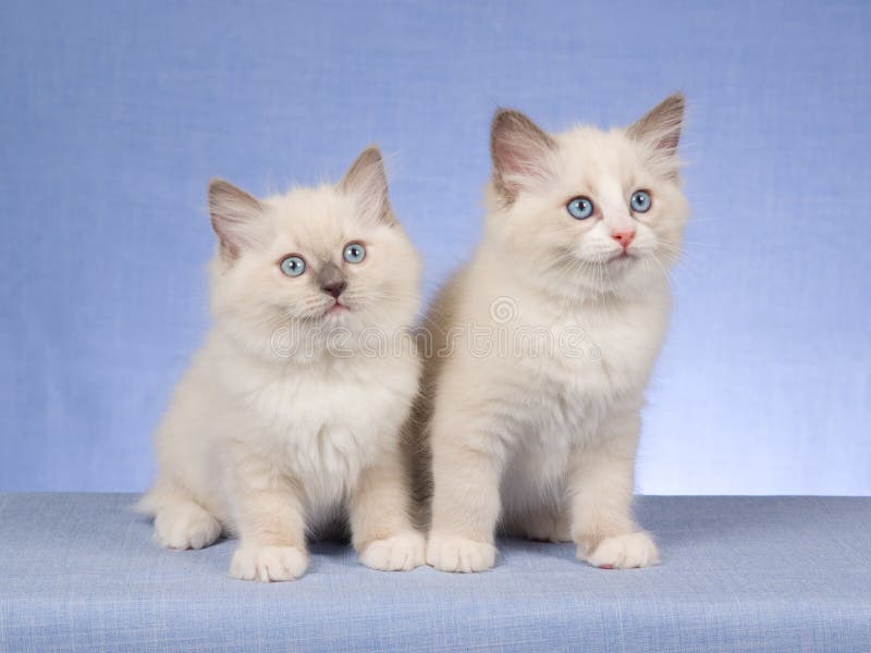 2 Pretty and cute Ragdoll kittens sitting in a row, on blue background fabric. 2 Pretty and cute Ragdoll kittens sitting in a row, on blue background fabric