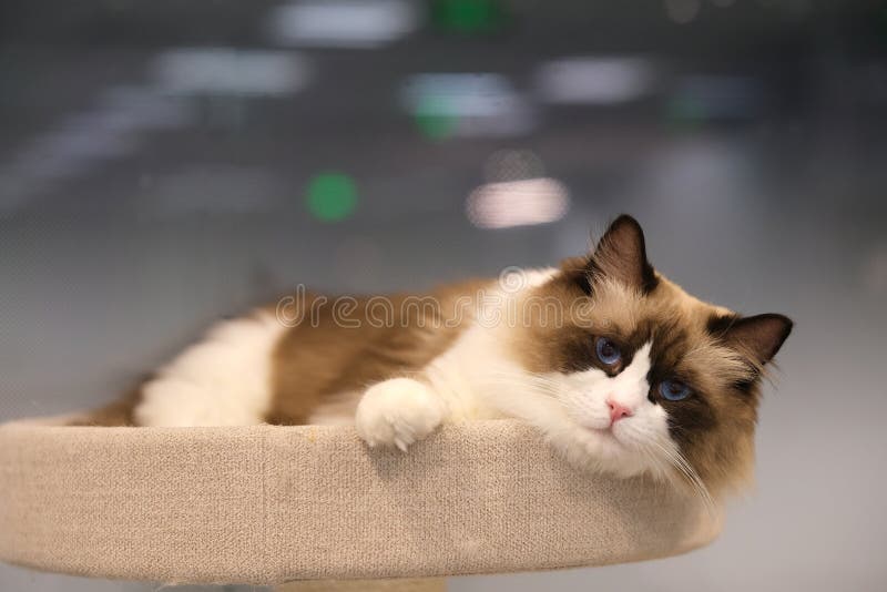 Ragdoll Pet Cat Lying in Cat Bed Stock Image Image of indoors, bokeh