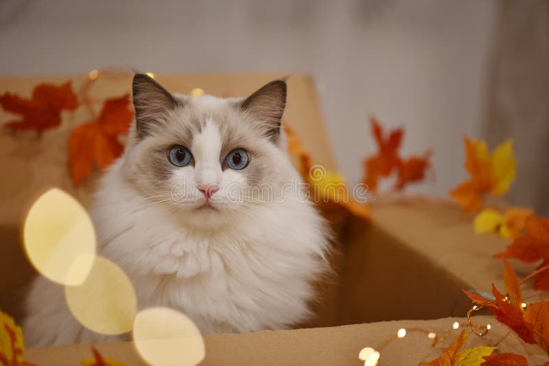 Biely našuchorený mačka veľký modrý oči v lepenka ozdobený jeseň listy svetlá je hľadá prekvapený.