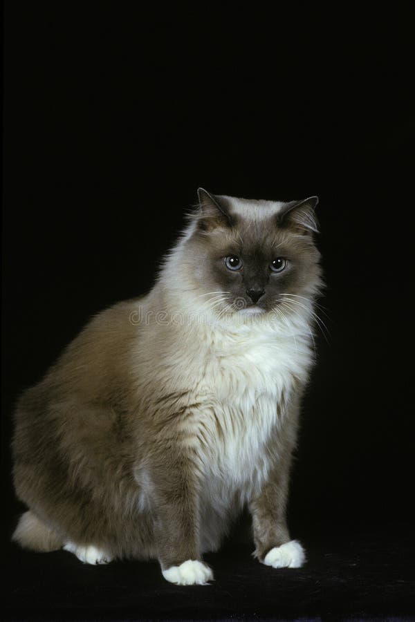 Ragdoll Adult Cat Portrait Seal Lynx Mitted Tabby. Stock Image - Image ...