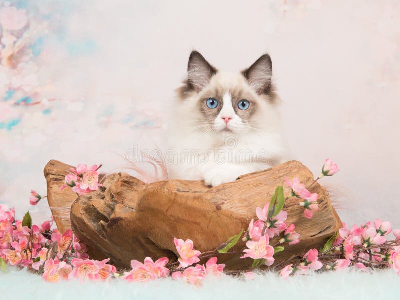 Ragdollkatje in een houten schaal met pastelkleur gekleurde achtergrond stock foto Ragdollkatje in een houten schaal met pastelkleur gekleurde achtergrond stock foto