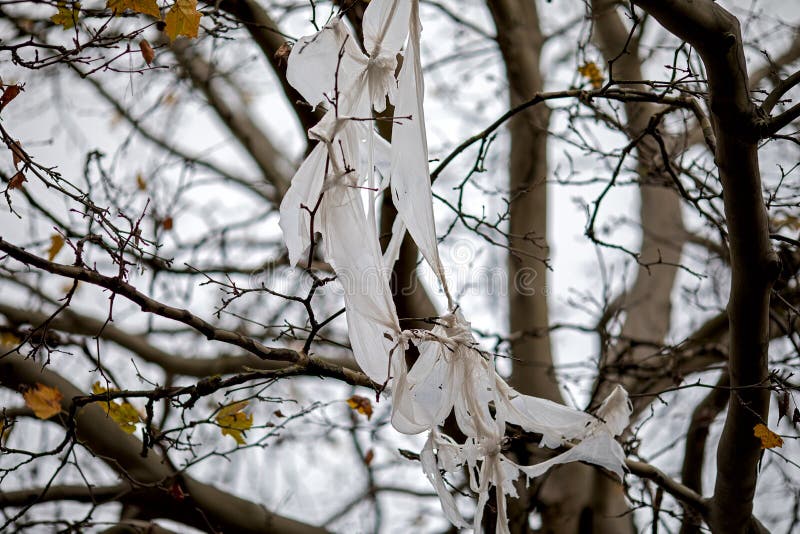 Plastic Bag Hanging On Tree Branch Stock Photo Image of pollution