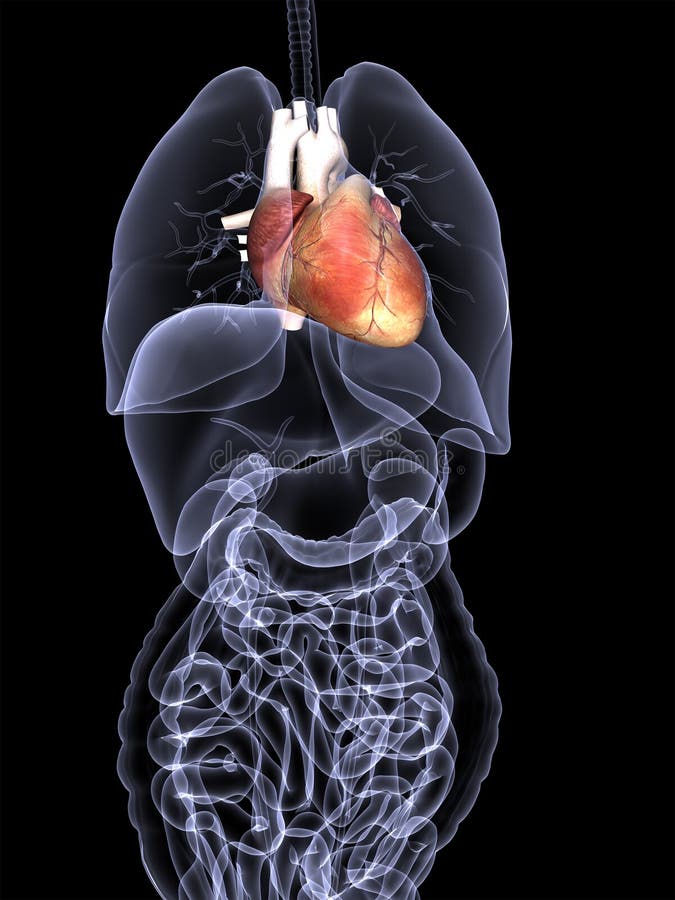 Raggi X degli organi interni - cuore illustrazione vettoriale Raggi X degli organi interni - cuore illustrazione vettoriale