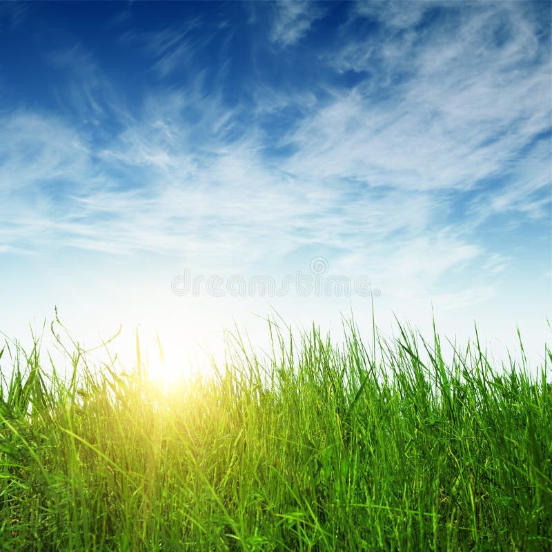Raggi del sole e dell'erba verde immagine stock libera da diritti Raggi del sole e dell'erba verde immagine stock libera da diritti