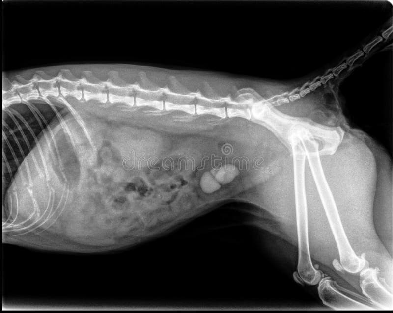 X-ray of several big bladder stones in a cat. Computed radiography ( CR ). X-ray of several big bladder stones in a cat. Computed radiography ( CR )