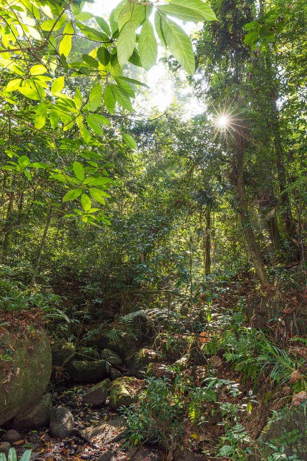Raggi di sole che splendono attraverso i leafes della foresta pluviale immagini stock Raggi di sole che splendono attraverso i leafes della foresta pluviale immagini stock