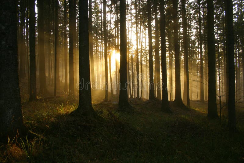 Raggi di sole nella foresta