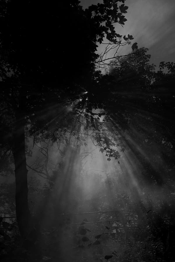 Raggi luminosi della luna attraverso i rami e la nebbia di albero fotografia stock libera da diritti Raggi luminosi della luna attraverso i rami e la nebbia di albero fotografia stock libera da diritti