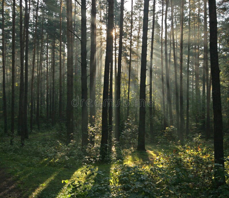 Morning light beams in the misty forest. Morning light beams in the misty forest