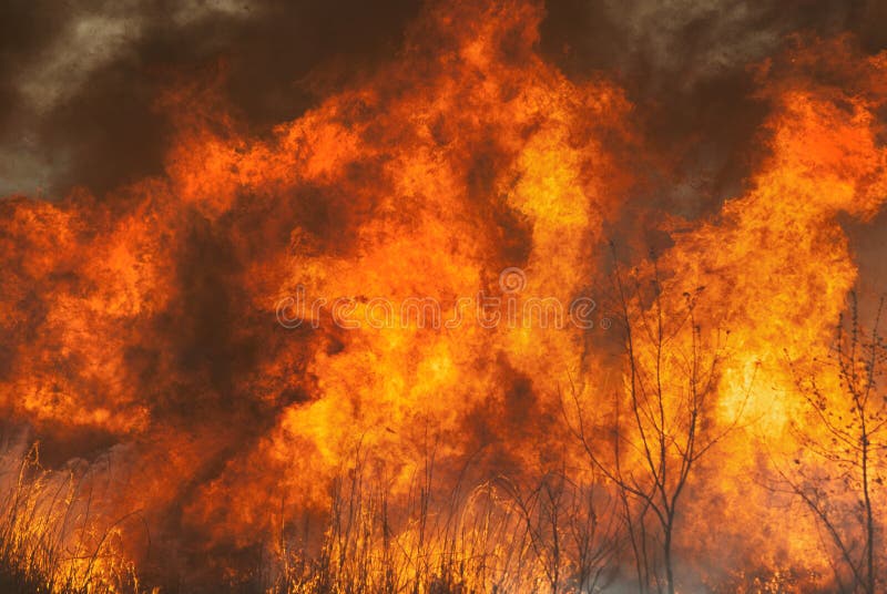 The Raging Flame of Fire Burn in the Fields, Forests and Black Thick